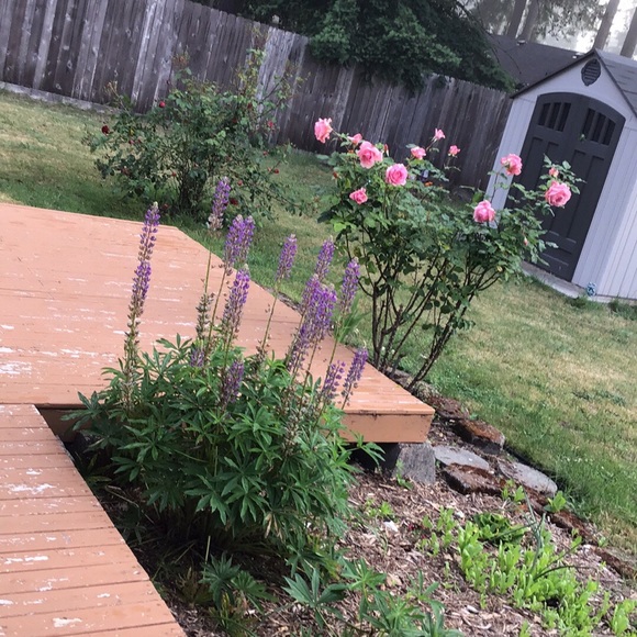 Meet your Posher, Linda - Picture 1 of 1